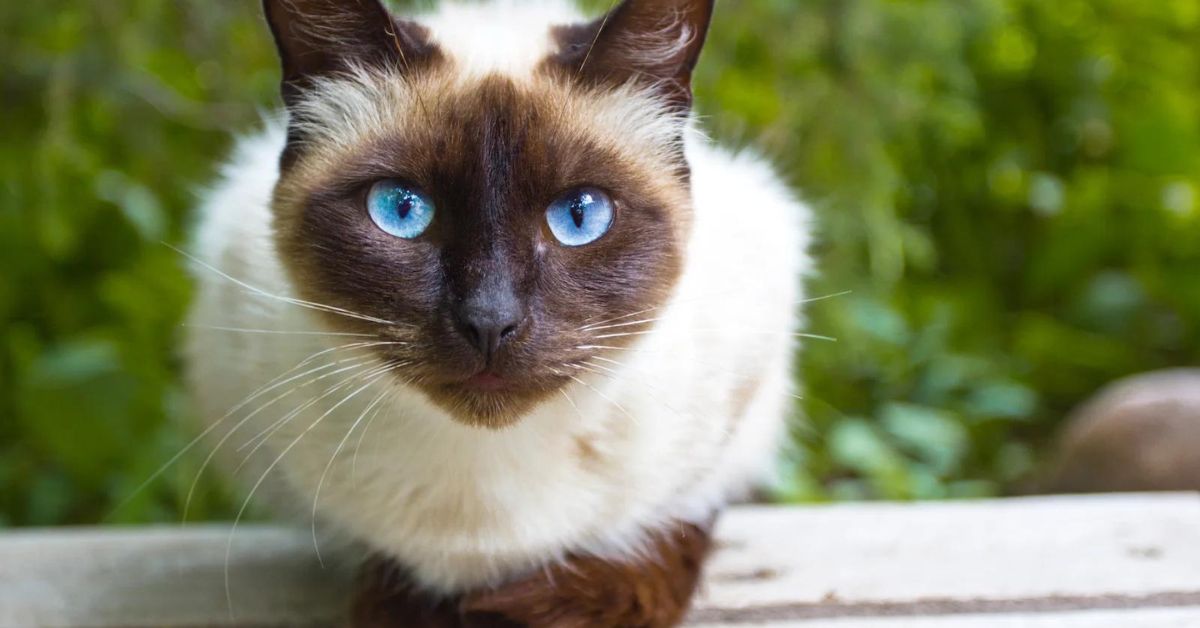 Special Considerations for Siamese Cat Owners