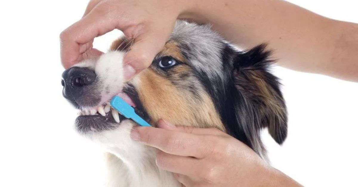 Sudden Teeth Chattering in Dogs Possible Causes and Solutions