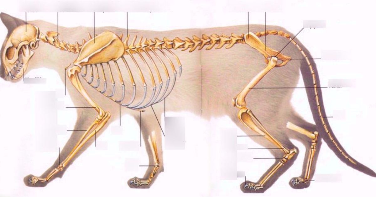 The Anatomy of Nipples in Male and Female Dogs and Cats