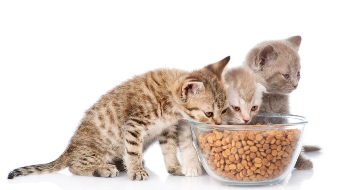 The Risks of Feeding Kitten Food to Adult Cats