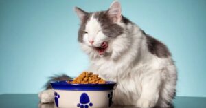 The Ultimate Guide to Choosing What is the Best Cat Food for Indoor Cats