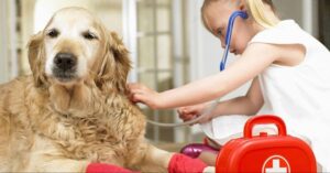 The Ultimate Guide to Dog Care What You Need to Know