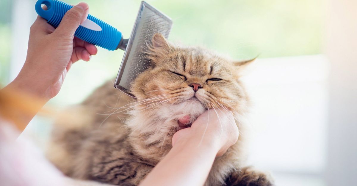 Tips for Maintaining a Healthy Persian Cat