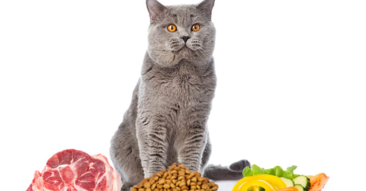 Types of Cat Food for Indoor Cats