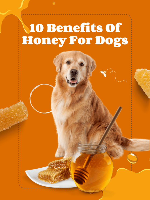 10 Benefits Of Honey For Dogs