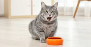 What Is The Best Cat Food for Indoor Cats