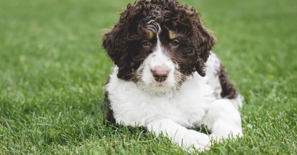 What is a Bernedoodle Puppy