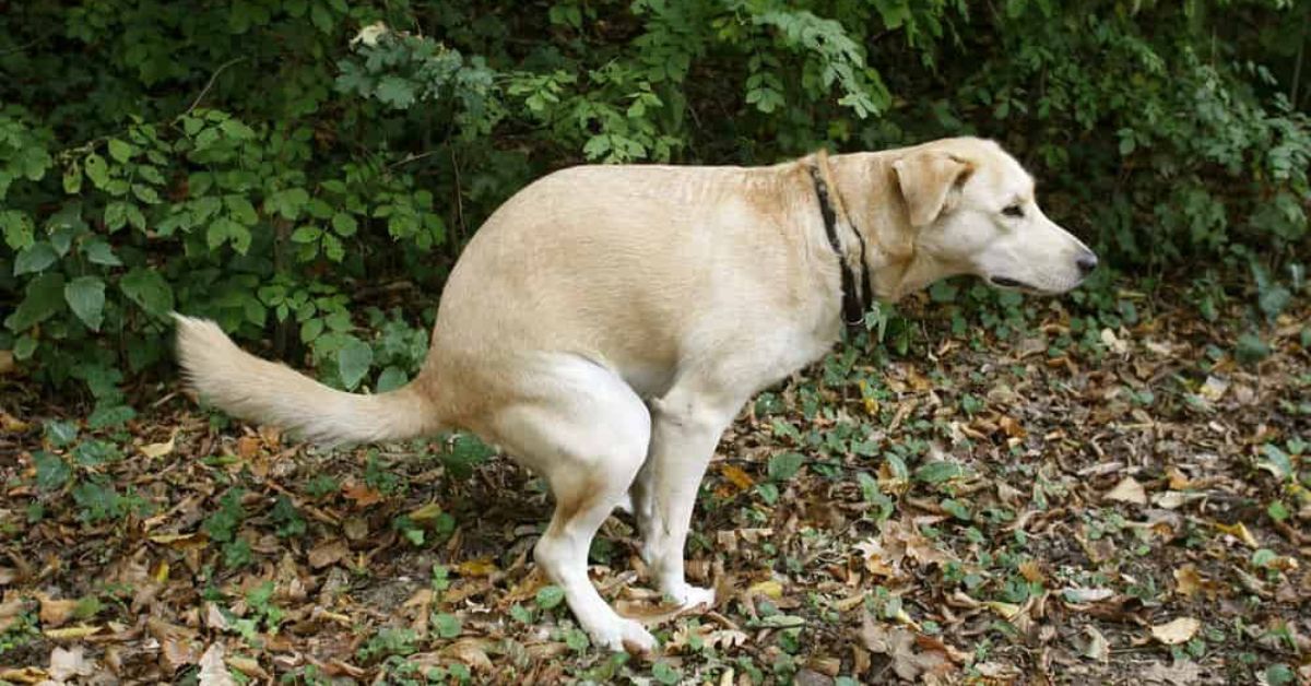 What's That in Your Dog Has Mucus in Poop