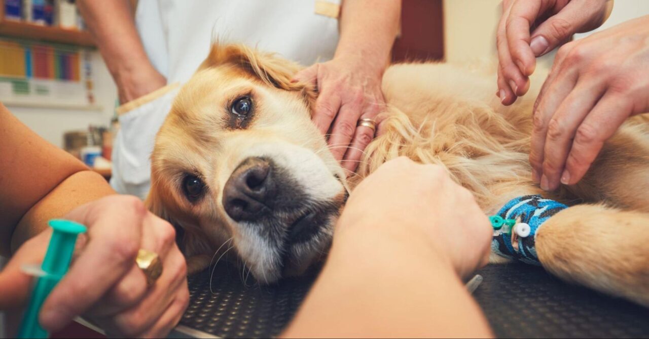 When to Seek Veterinary Attention