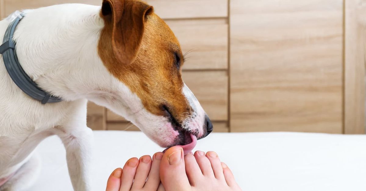 Why Do Dogs Lick My Feet