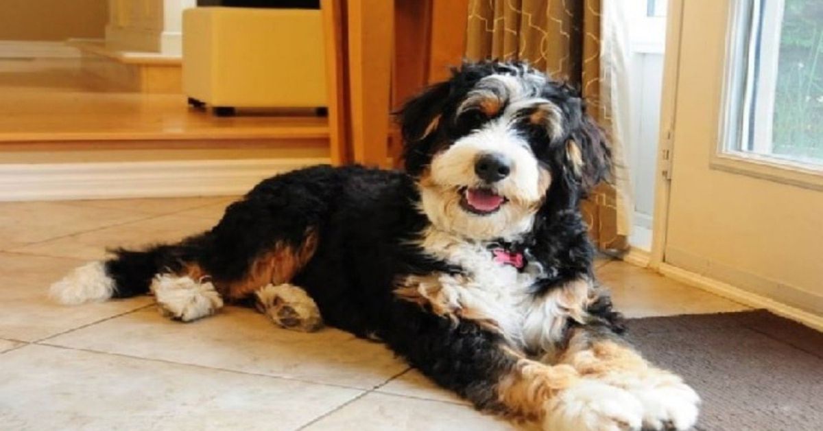 bernedoodle puppies