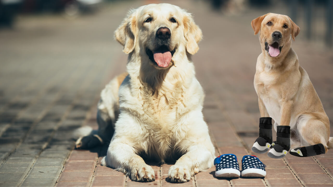 Dog Shoes for Summer