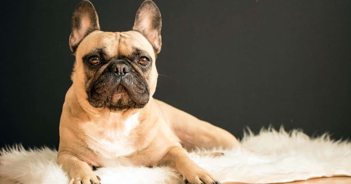 long haired french bulldog