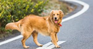 signs your dog needs to be neutered