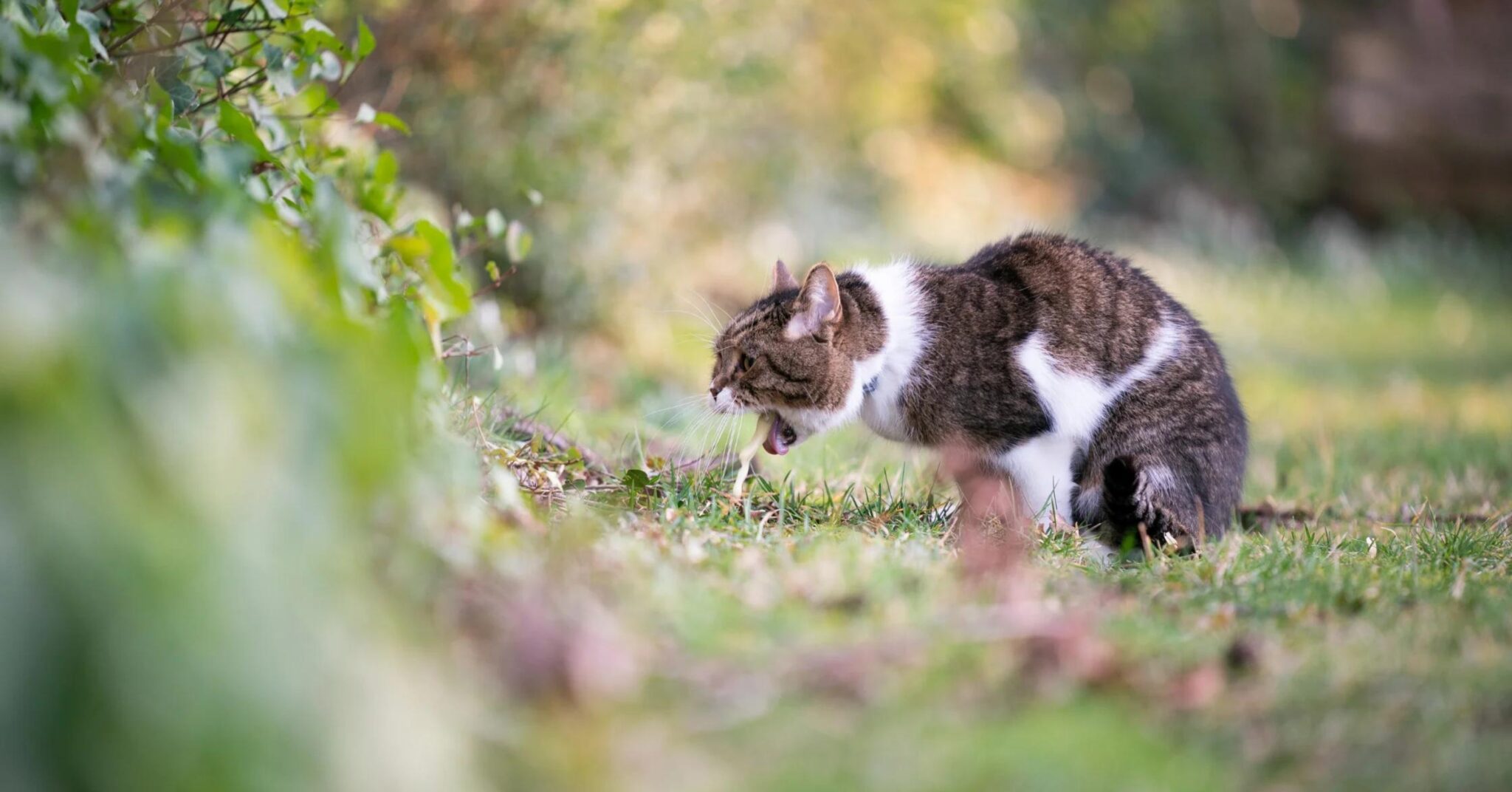 Common Causes of Vomiting In Cats