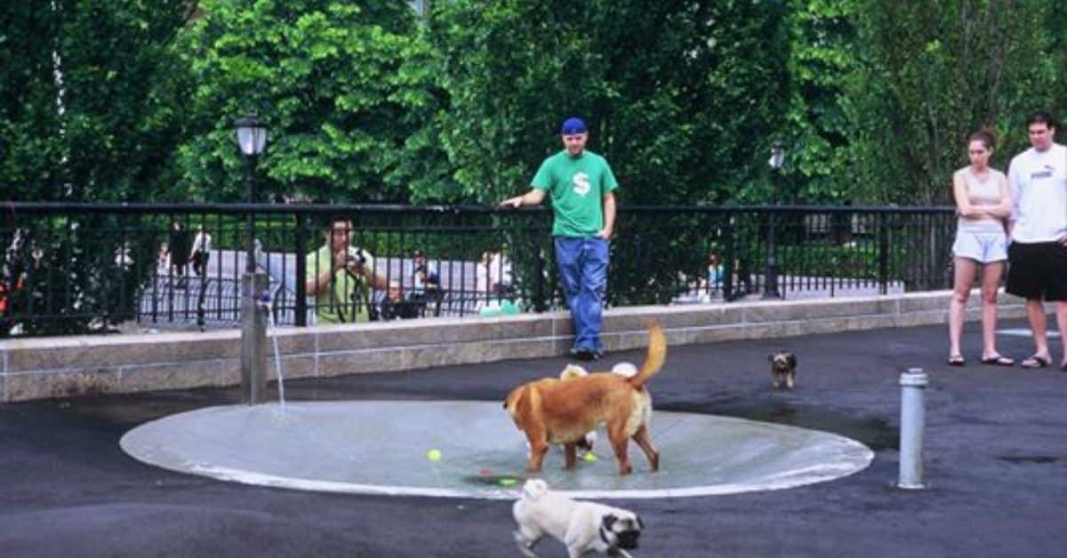 DOG PLAYGROUND & ENRICHMENT