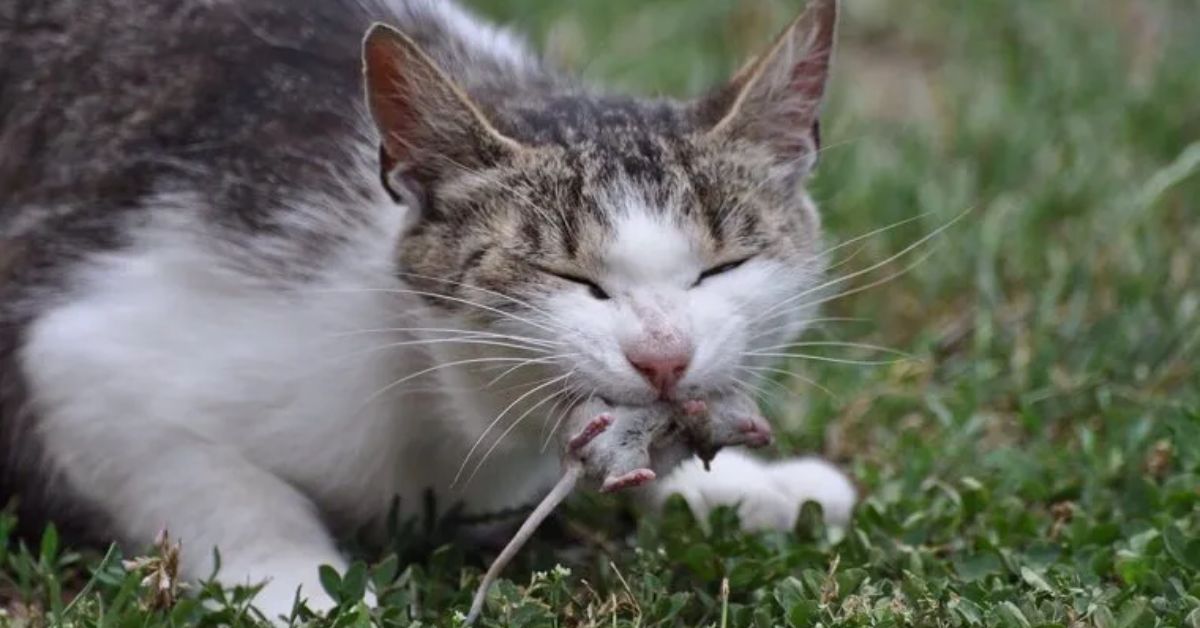 Is Rosemary Poisonous to Cats