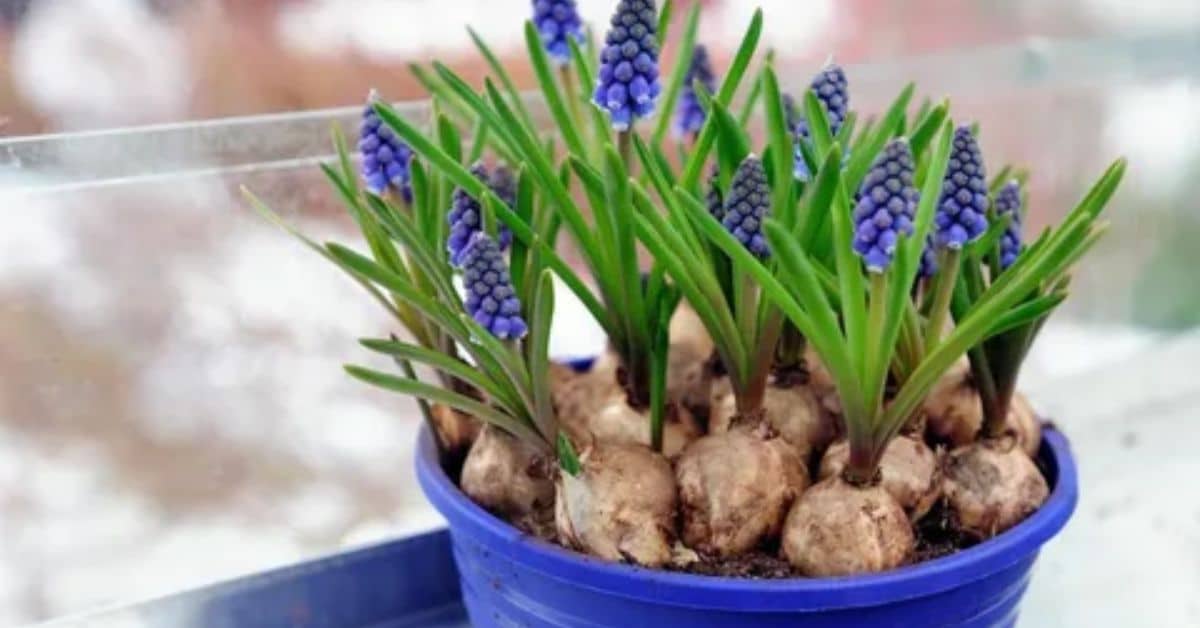 Keeping Cats Safe Around Grape Hyacinth