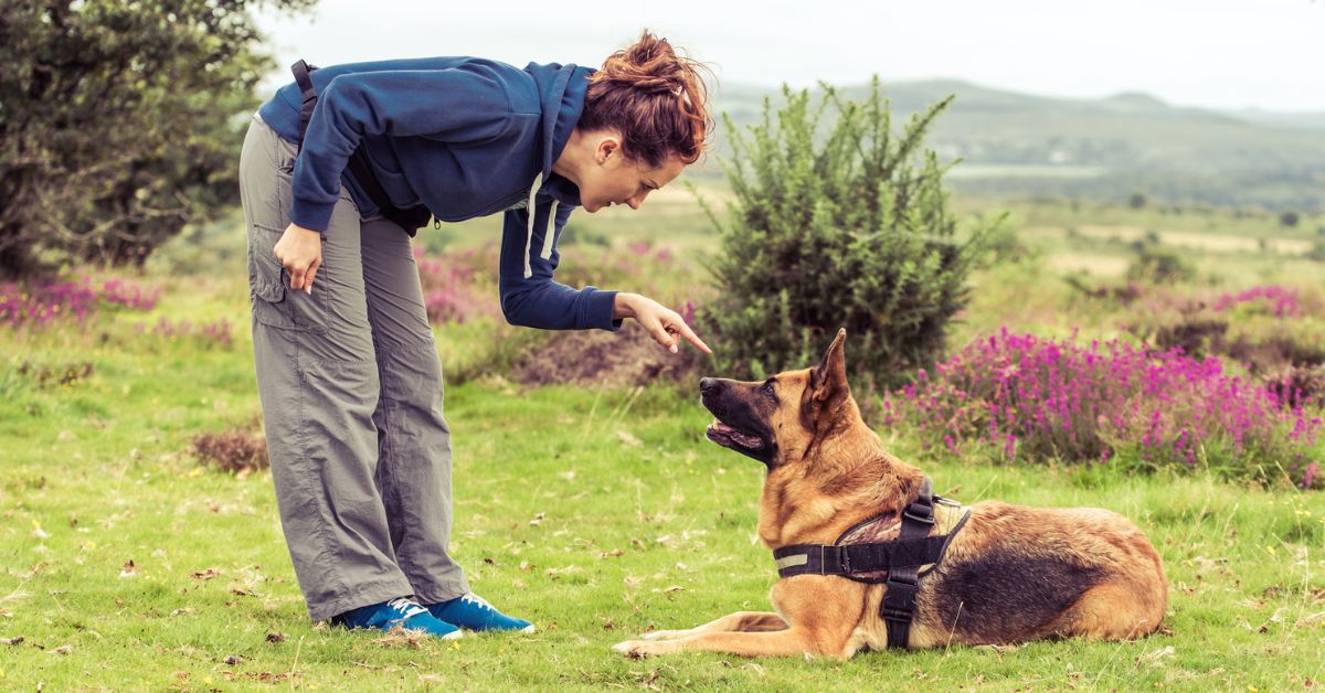 Reactive dog training near me