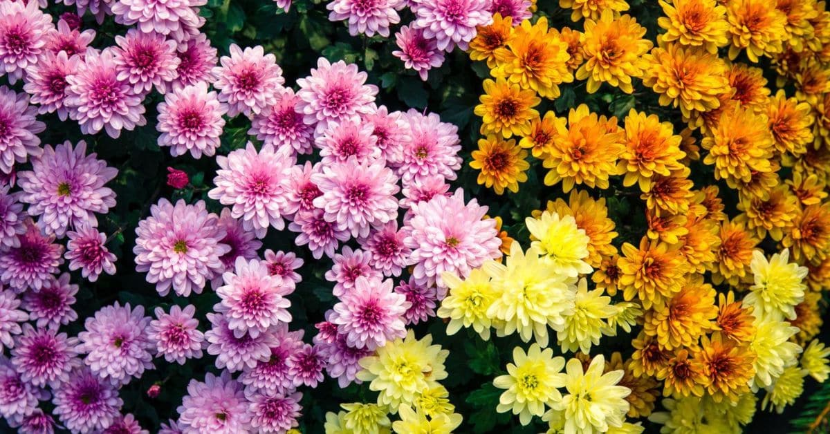 Safe Alternatives to Chrysanthemums