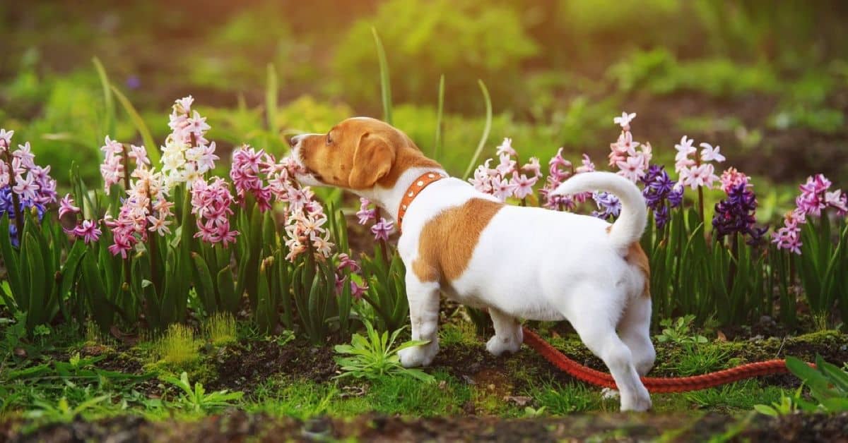 Symptoms are Hyacinths Poisonous to Cats