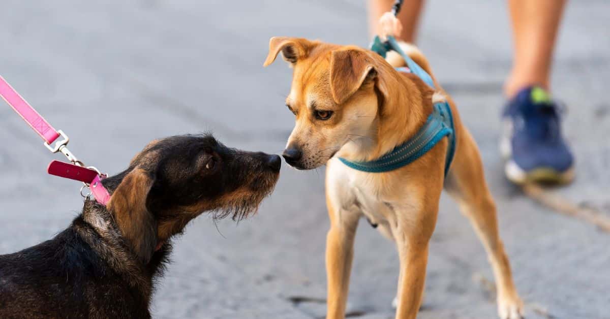 The Best Practices for Socializing a Reactive Dog