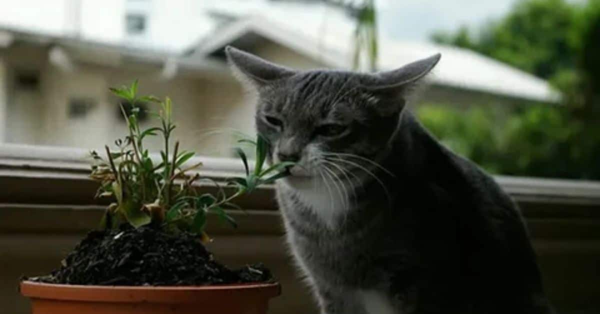 The Role of Indoor Plants and Cats