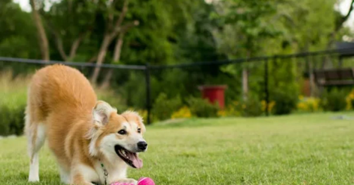 Top Online Platforms for Finding Dog Parks