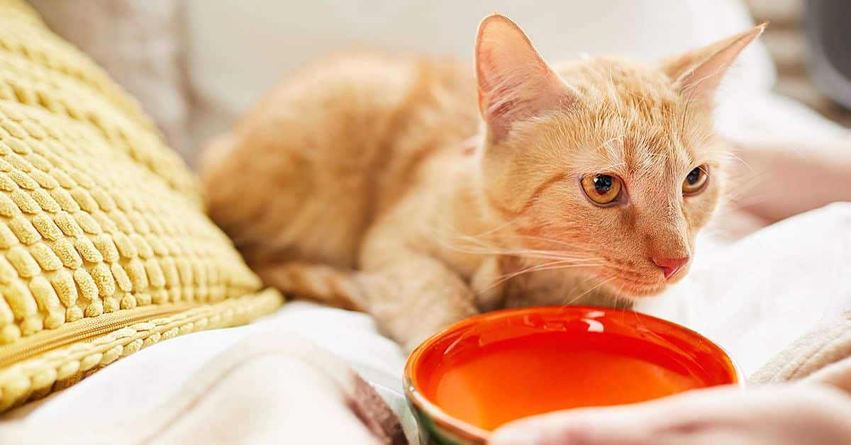 Treating Your cat vomits after every meal.