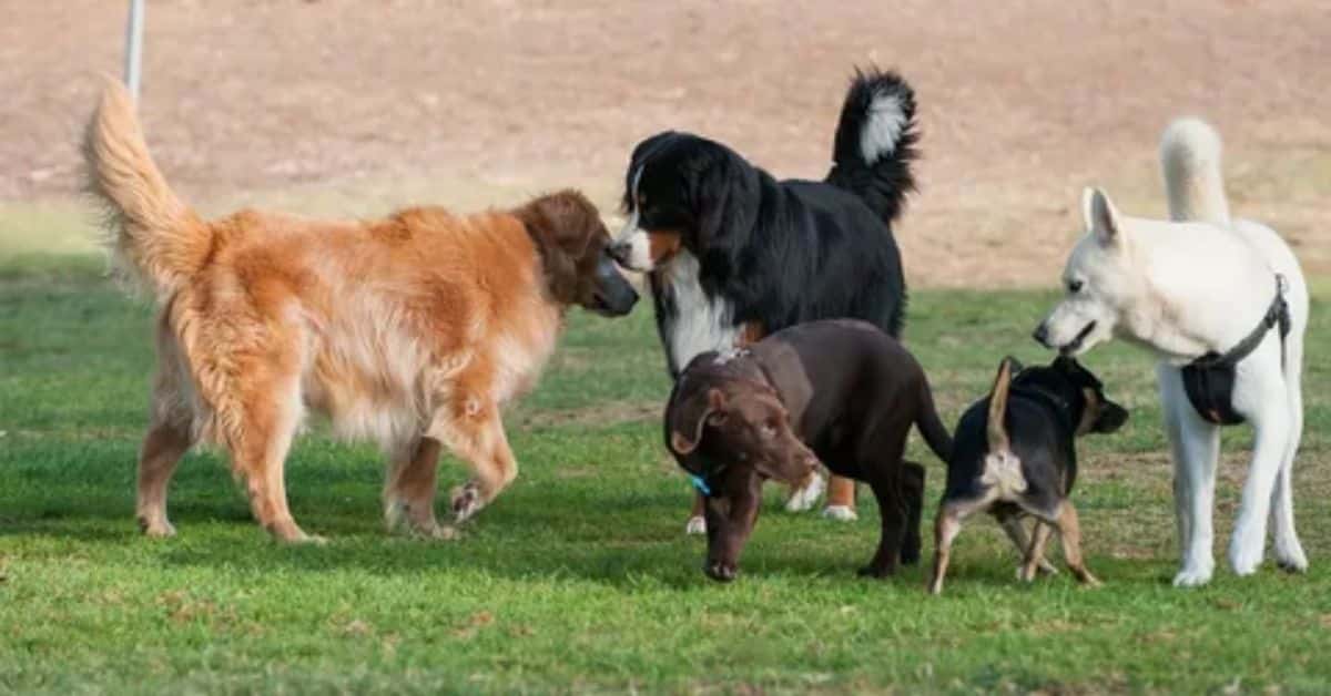 Types of Dog Parks