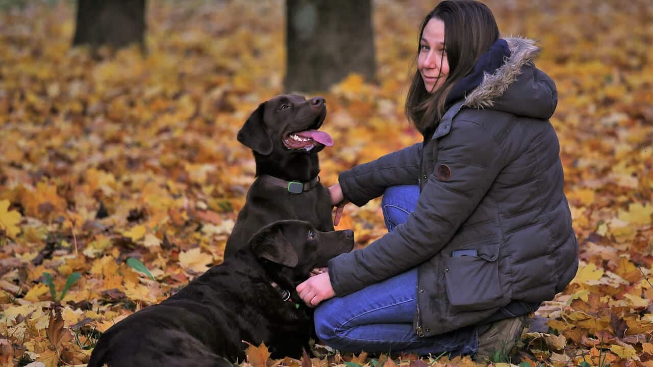 Popular Dog Trainers