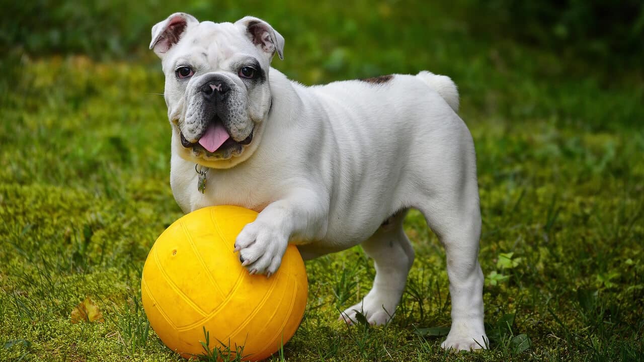 10 Popular Dog Trainers in the USA