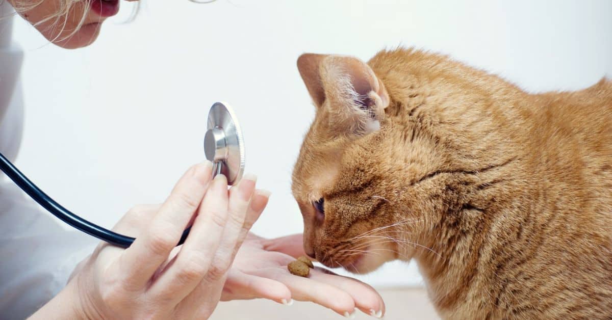 Contact a Veterinarian if Your Cat Isn't Eating