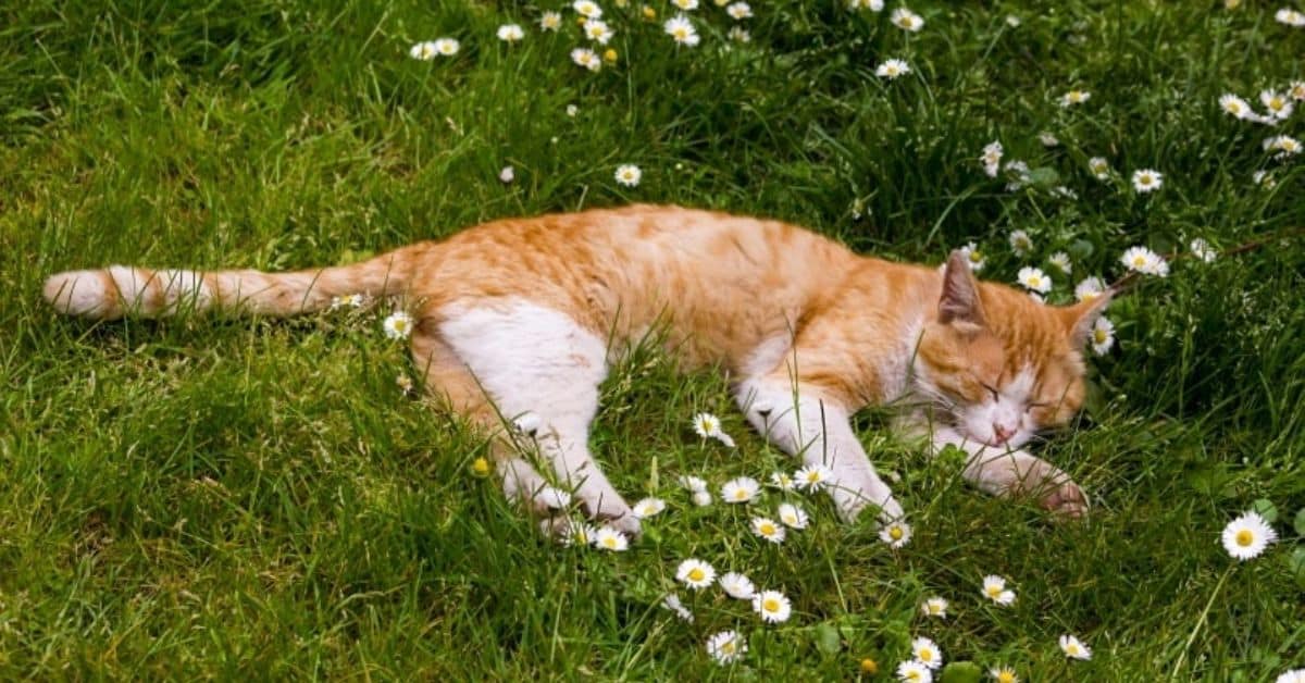 What Makes Chrysanthemums Toxic to Cats