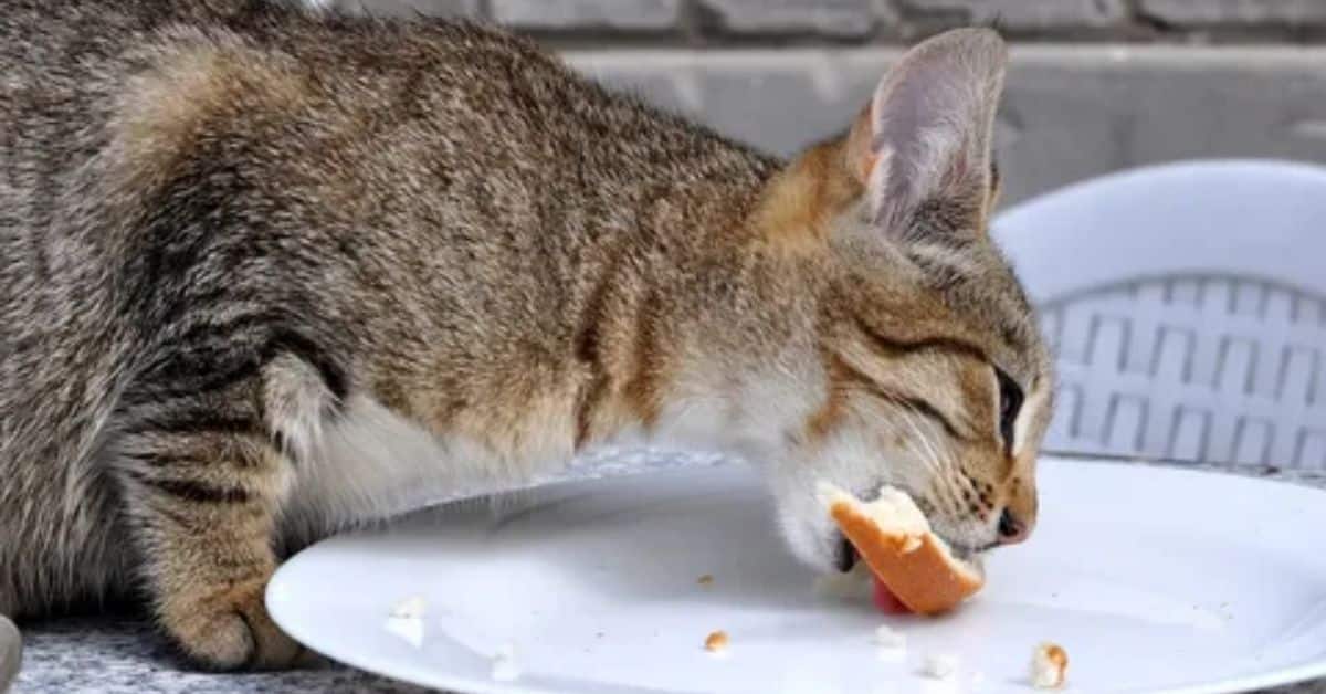 What to Do if Your Cat is Eating Too Fast