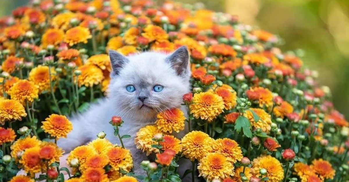 are chrysanthemums toxic to cats