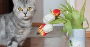 are hyacinths poisonous to cats