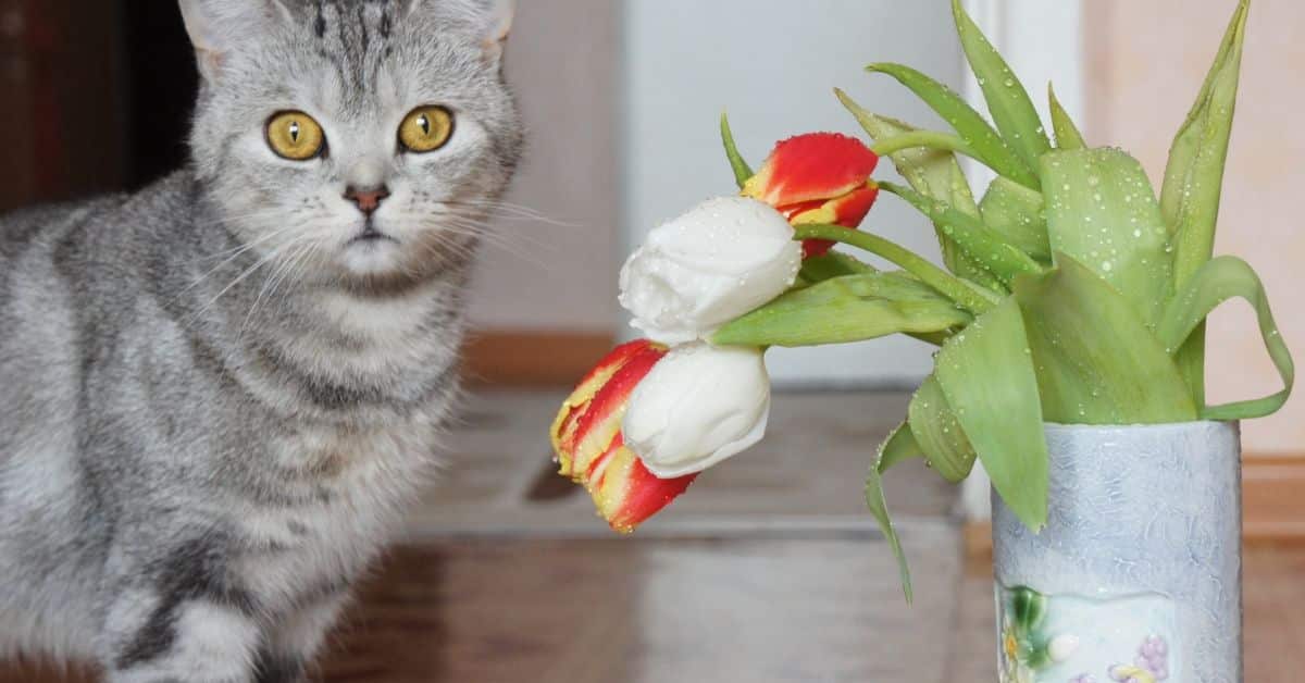 are hyacinths poisonous to cats