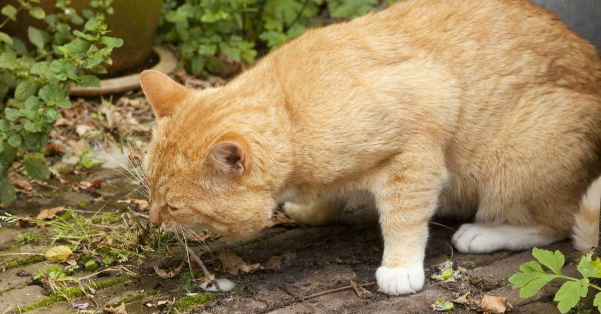 cat vomits after every meal