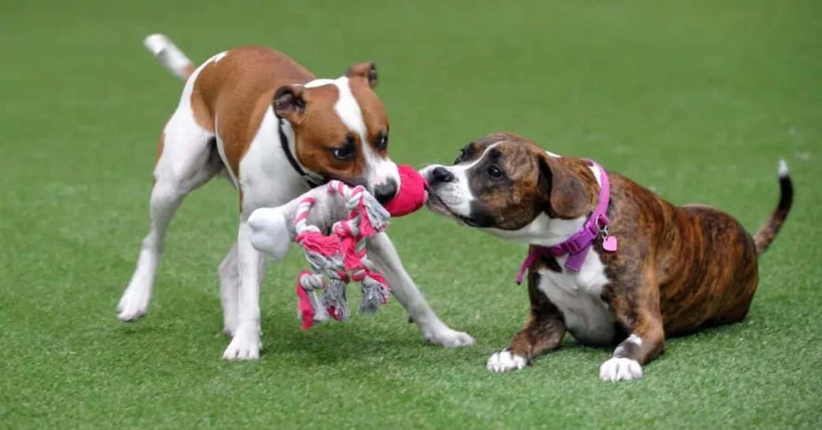 DOG PLAYGROUND & ENRICHMENT